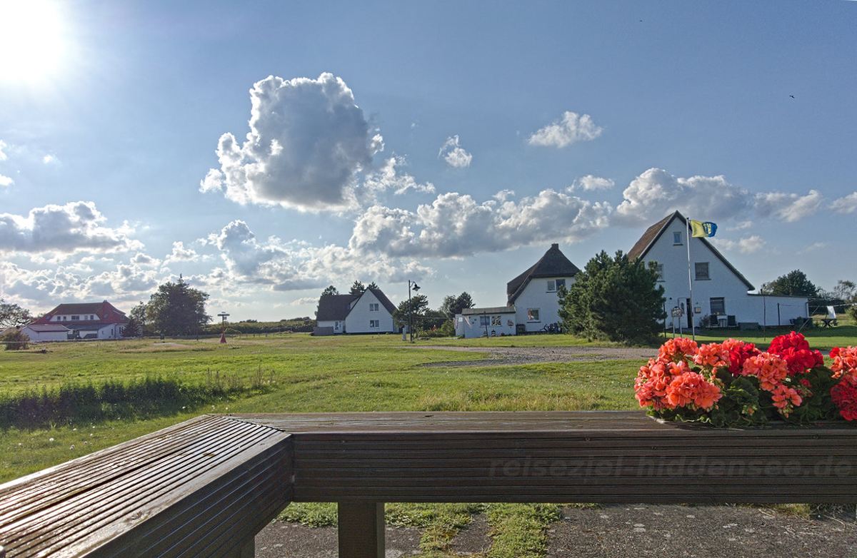 Stranddistel in Neuendorf auf Hiddensee – Reiseziel Hiddensee