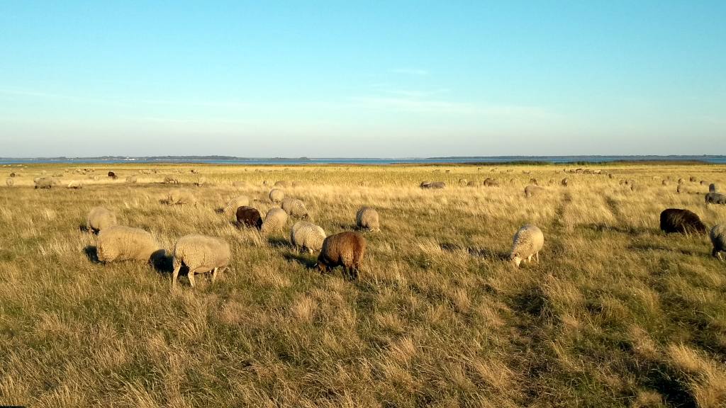 Schafe weiden auf dem Gellen / Hiddensee bei tiefstehender Sonne