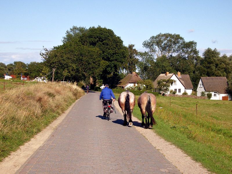 Man auf Fahrrad führ Pferde heim. Grieben/Hiddensee