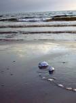 Flache Uferzone des Ostseestrandes bei Vitte / Hiddensee