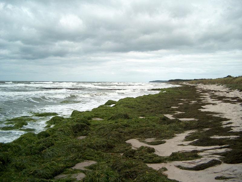 Manchmal übertreibt es die Ostsee etwas - Algen- und Seetang Teppich am Neuendorfer Strand