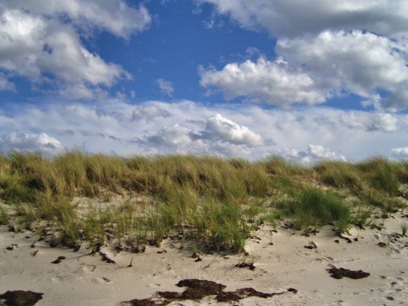 Die Stranddüne im Bereich von Neuendorf